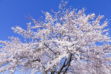 満開の桜