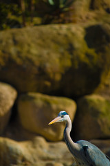 Birds in Barcelona, Spain. Barcelona is known as an Artistic city located in the east coast of Spain..