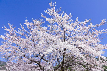 満開の桜