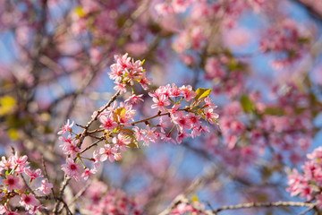 pink blossom sakura in thailand