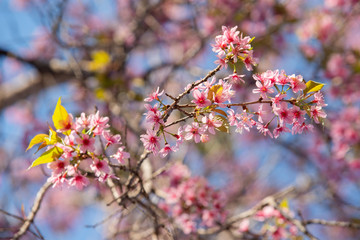 pink blossom sakura in thailand