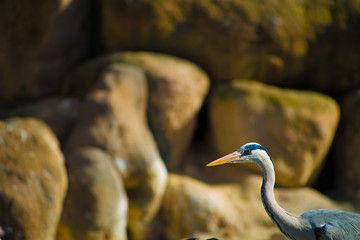 Birds in Barcelona, Spain. Barcelona is known as an Artistic city located in the east coast of Spain..