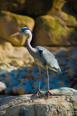 Birds in Barcelona, Spain. Barcelona is known as an Artistic city located in the east coast of Spain..