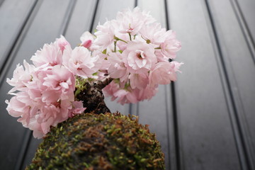 苔玉の桜