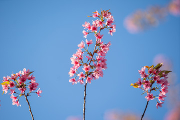 pink blossom sakura in thailand