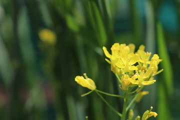 Obraz premium 水菜の花