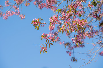 pink blossom sakura in thailand