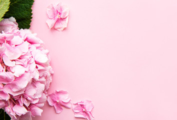 Obraz na płótnie Canvas Pink hydrangea flowers on pink background