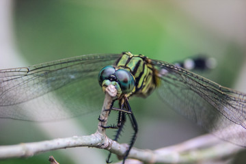large-eyed dragonflies are resting on grass branches, looking elegant with a soft background