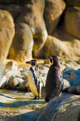 Penguins in Barcelona, Spain. Barcelona is known as an Artistic city located in the east coast of Spain..