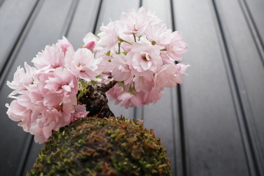 苔玉 Images Browse 311 Stock Photos Vectors And Video Adobe Stock