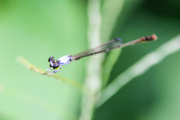 a small dragonfly needle perched on a branch with a soft green background