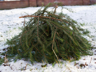 Warming roses for the winter. spruce branches protect against plant cuts