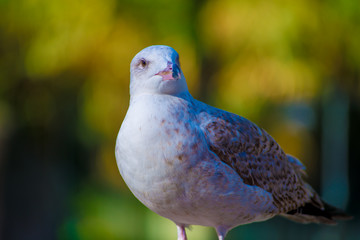 Seagull in the Tourists destination Barcelona, Spain. Barcelona is known as an Artistic city located in the east coast of Spain..