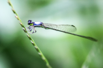 a small dragonfly needle resting on a branch against a soft green background