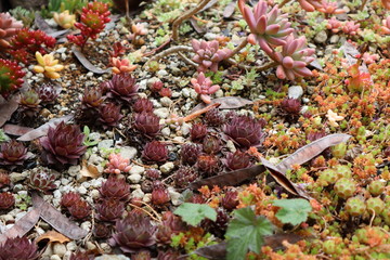 庭の多肉植物