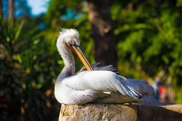 Seagull in the Tourists destination Barcelona, Spain. Barcelona is known as an Artistic city located in the east coast of Spain..