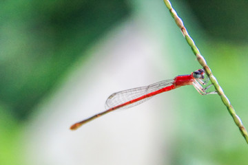 red dragonfly photo with green soft blurr background