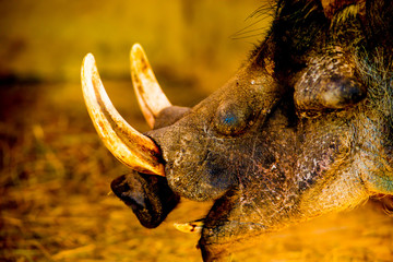 Animals in the Tourists destination Barcelona, Spain. Barcelona is known as an Artistic city located in the east coast of Spain..