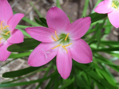Rain lily macro face