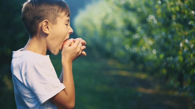 Little boy in white T-shirt is biting a red apple outdoors. Boy is smiling widely. Close up. Copy space. 4K.