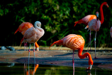 Flamingos in the Tourists destination Barcelona, Spain. Barcelona is known as an Artistic city located in the east coast of Spain..