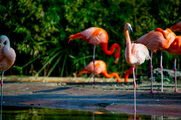 Flamingos in the Tourists destination Barcelona, Spain. Barcelona is known as an Artistic city located in the east coast of Spain..