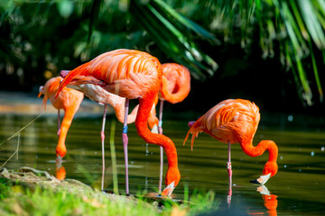 Flamingos in the Tourists destination Barcelona, Spain. Barcelona is known as an Artistic city located in the east coast of Spain..