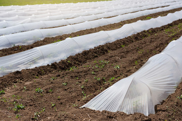 low greenhouses close-up, growing early vegetables or seedlings, plastic film on the ground