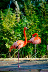 Flamingos in the Tourists destination Barcelona, Spain. Barcelona is known as an Artistic city located in the east coast of Spain..