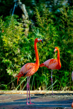 Flamingos in the Tourists destination Barcelona, Spain. Barcelona is known as an Artistic city located in the east coast of Spain..