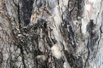 Texture of old tree bark of long living trees in the garden shows the truth of life that declined by the time 