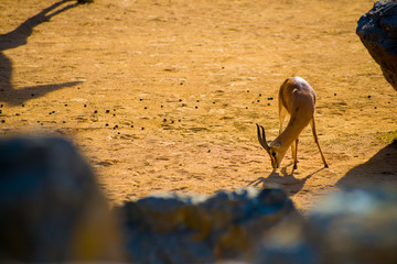 Animal in the Tourists destination Barcelona, Spain. Barcelona is known as an Artistic city located in the east coast of Spain..