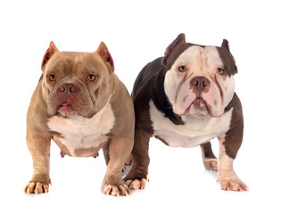 Fototapeta premium american bullies in studio