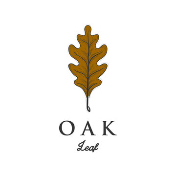 oak leaf brown autumn vector illustration design