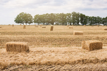 many bales of golden straw lie on farmland, in the background are trees and the sky with clouds