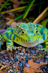 Frog in the Tourists destination Barcelona, Spain. Barcelona is known as an Artistic city located in the east coast of Spain..