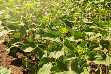 large young sunflower sprouts stand in rows, in a beautiful sunny light