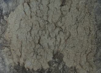 Nature white burl wood background texture, Exotic wooden beautiful with natural pattern