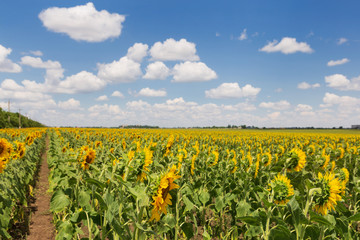 Fototapeta na wymiar field of blooming sunflower and blue sky with white clouds, landscape