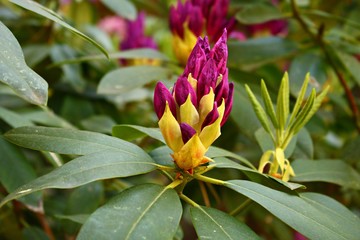 The beginning of flowering buds on the bushes of Rhododendron in warm spring days