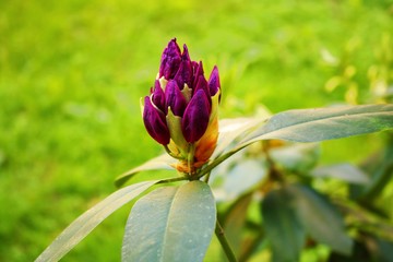 The beginning of flowering buds on the bushes of Rhododendron in warm spring days