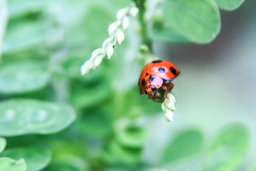 photo of a red ladybird on a leaf with a blur background