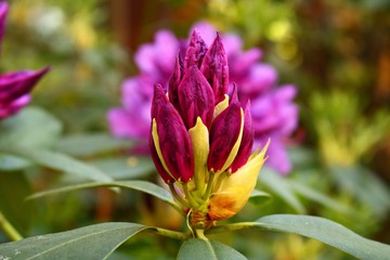 The beginning of flowering buds on the bushes of Rhododendron in warm spring days