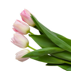 Beautiful white and pink Tulips (Lily Family, Liliaceae) isolated on white background, including clipping path.
