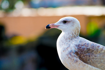 Seagull in the Tourists destination Barcelona, Spain. Barcelona is known as an Artistic city located in the east coast of Spain..