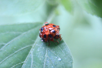 photo of a red ladybird on a leaf with a blur background