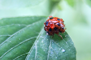 photo of a red ladybird on a leaf with a blur background