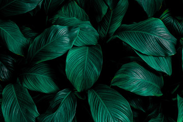 leaves of Spathiphyllum cannifolium, abstract green texture, nature background, tropical leaf