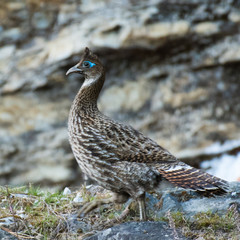 Koklass Pheasant female Pucrasia macrolopha, Kedarnath Wildlife Sanctuary, Chopta, Uttarakhand, India